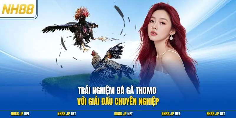 Trải nghiệm đá gà Thomo với giải đấu chuyên nghiệp